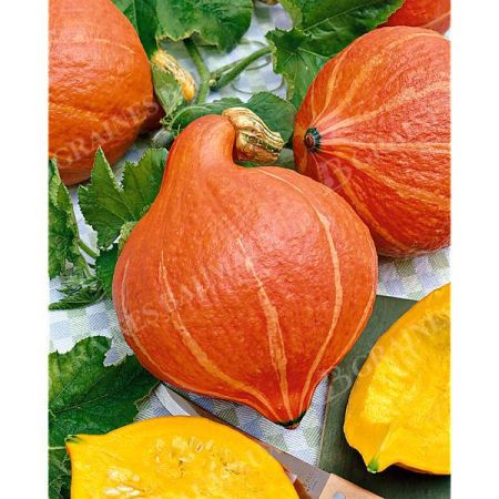 GRAINES de POTIMARRONS