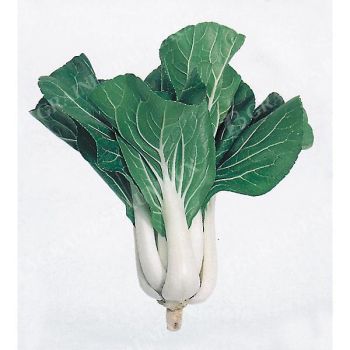 PAK-CHOÏ CANTON NAIN (brassica campestris)
