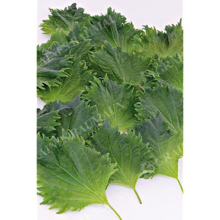 PERSIL JAPONAIS ou PERILLA de NANKIN ou SHISHO (perilla frutescens) VERT VIF