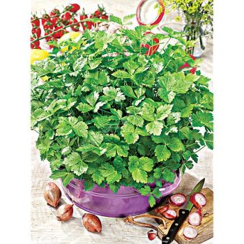 PERSIL JAPONAIS ou MITSUBA (cryptotaenia japonica) VERT