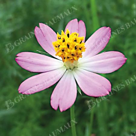 COSMOS CAUDATUS ou salade des rois (ulam raja)