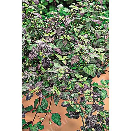 HERBE SUCRÉE des AZTÈQUES (lippia dulci) ou herbe au miel
