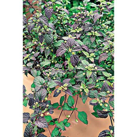 HERBE SUCRÉE des AZTÈQUES (lippia dulci) ou herbe au miel