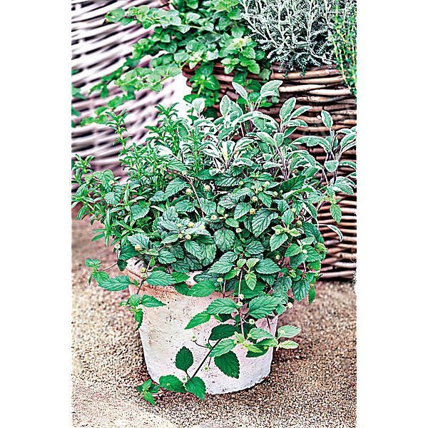 HERBE SUCRÉE des AZTÈQUES (lippia dulci) ou...