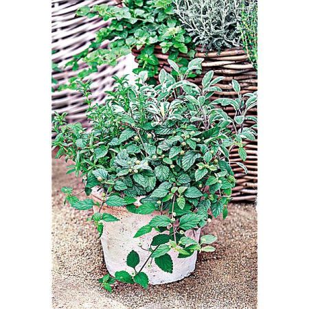HERBE SUCRÉE des AZTÈQUES (lippia dulci) ou herbe au miel