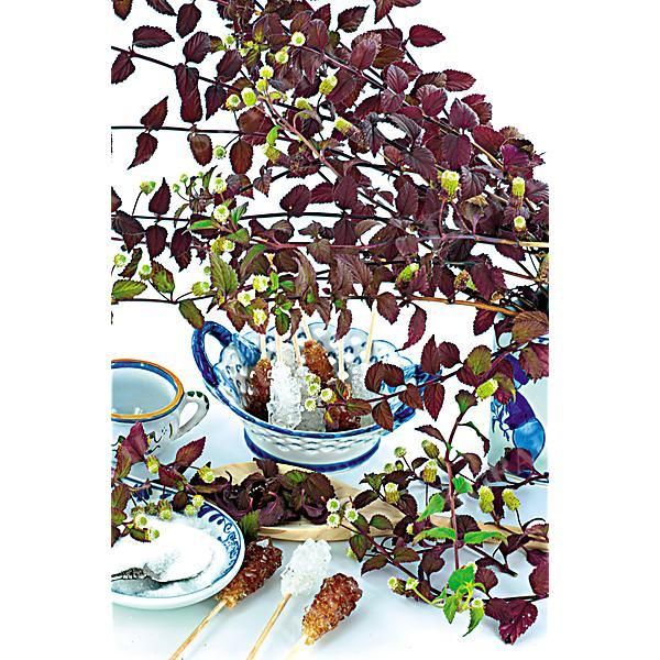 HERBE SUCRÉE des AZTÈQUES (lippia dulci) ou...