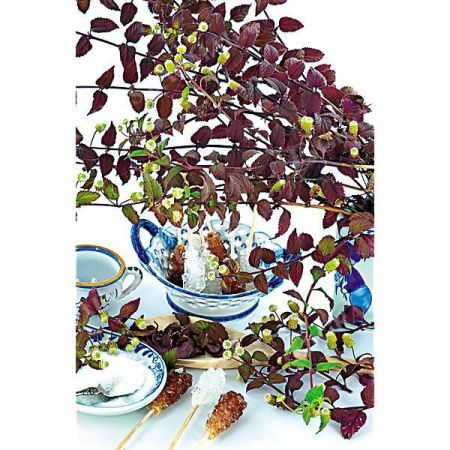 HERBE SUCRÉE des AZTÈQUES (lippia dulci) ou herbe au miel