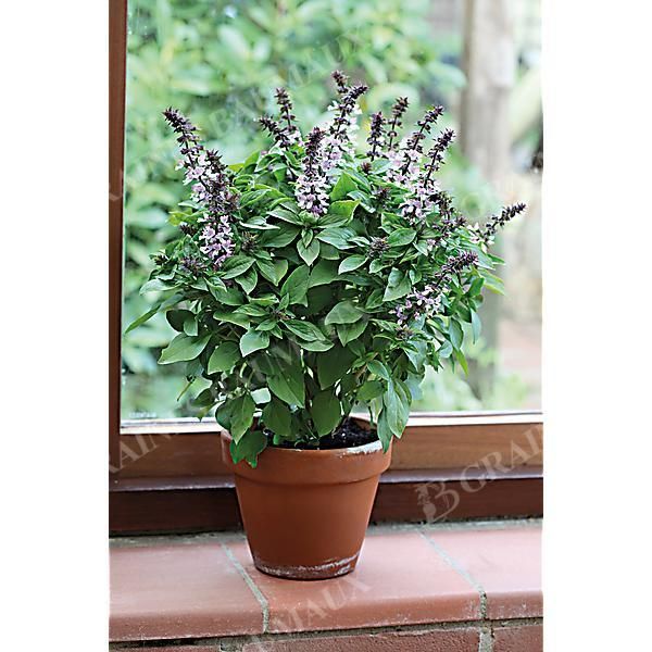 BASILIC FLORAL SPIRES LAVENDER