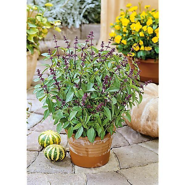 BASILIC FLORAL SPIRES LAVENDER