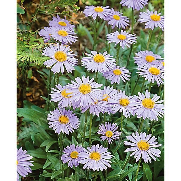 ASTER tongolensis WARTBURGSTERN