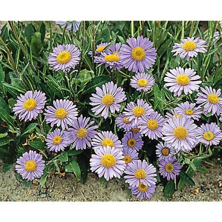 ASTER tongolensis WARTBURGSTERN