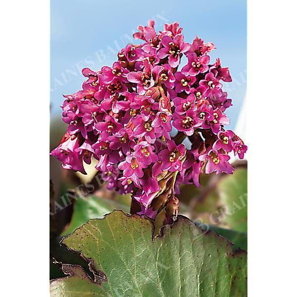 BERGENIA CORDIFOLIA