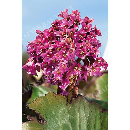 BERGENIA CORDIFOLIA