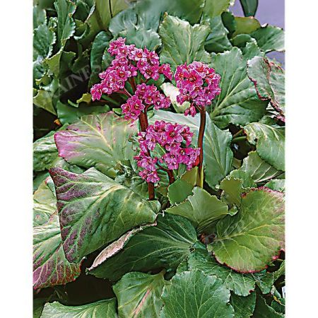 BERGENIA CORDIFOLIA