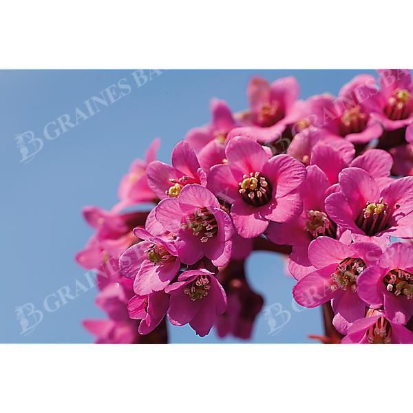 BERGENIA CORDIFOLIA