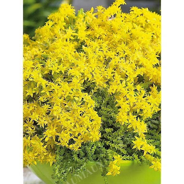 SEDUM ÂCRE