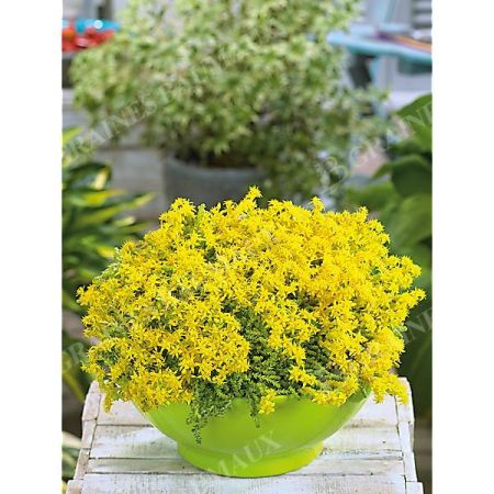 SEDUM ÂCRE