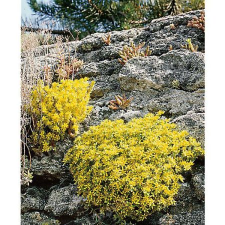 SEDUM ÂCRE