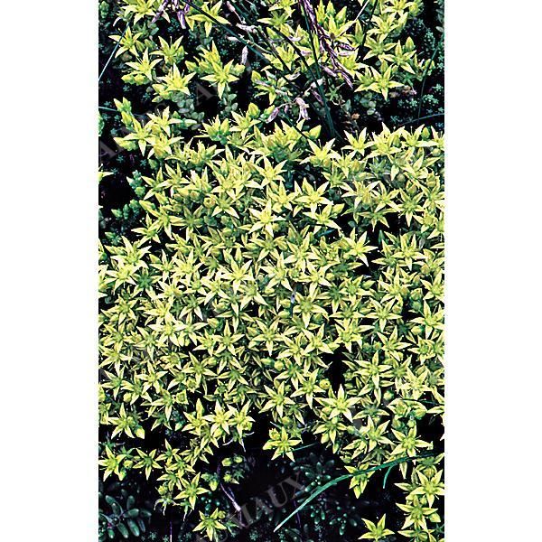 SEDUM ÂCRE