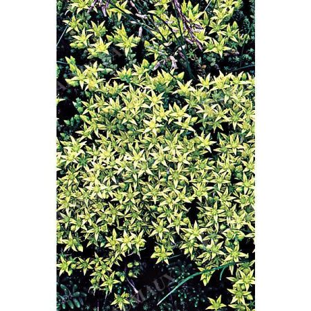 SEDUM ÂCRE