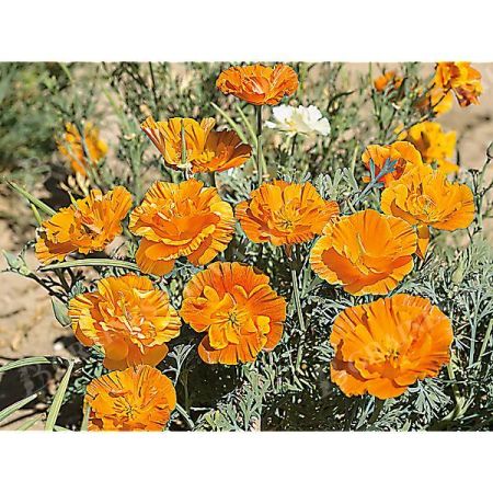 ESCHSCHOLZIA de CALIFORNIE ORANGE DOUBLE