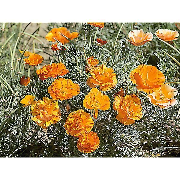 ESCHSCHOLZIA de CALIFORNIE ORANGE DOUBLE