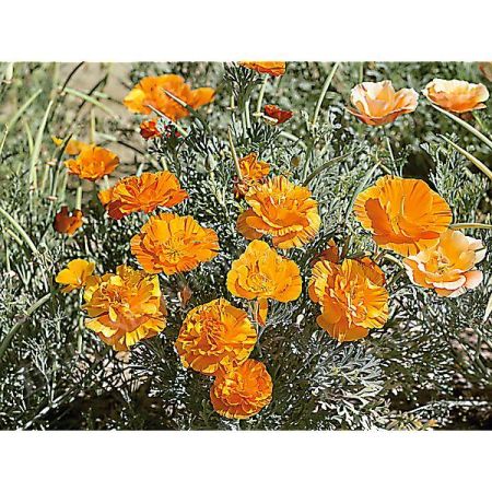 ESCHSCHOLZIA de CALIFORNIE ORANGE DOUBLE