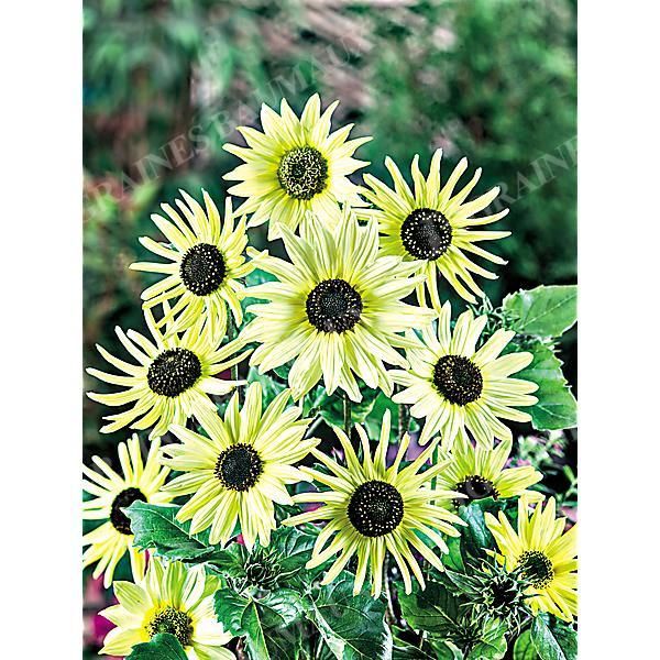 SOLEIL debilis STELLA