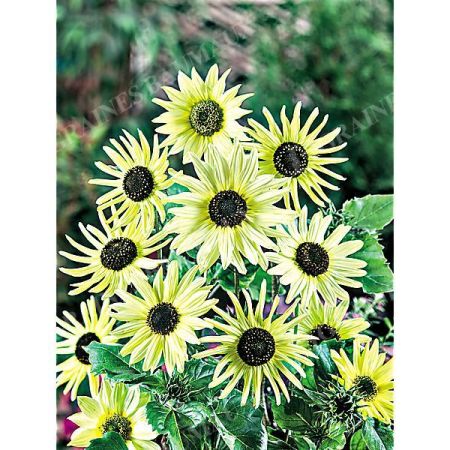 SOLEIL debilis STELLA