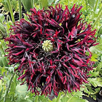 PAVOT SOMNIFERUM BLACK SWAN