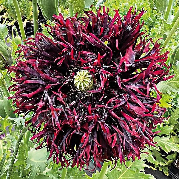 PAVOT SOMNIFERUM BLACK SWAN