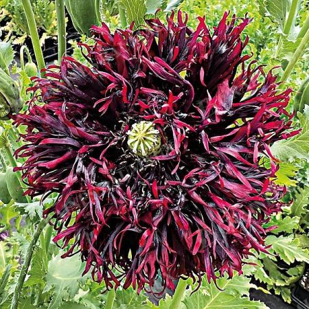 PAVOT SOMNIFERUM BLACK SWAN
