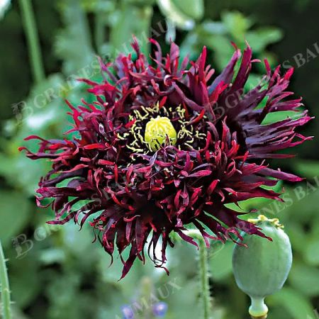 PAVOT SOMNIFERUM BLACK SWAN