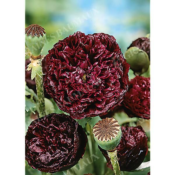 PAVOT SOMNIFERUM PIVOINE BLACK