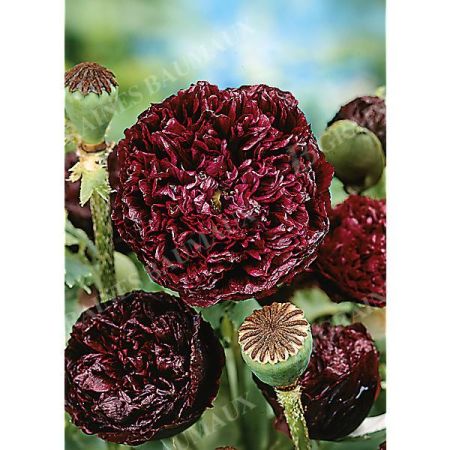 PAVOT SOMNIFERUM PIVOINE BLACK