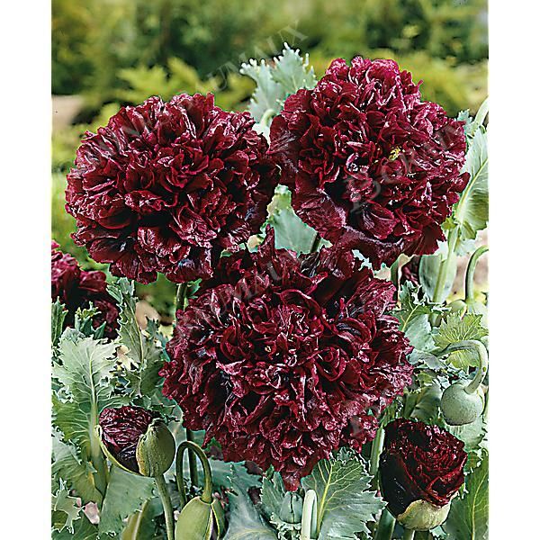 PAVOT SOMNIFERUM PIVOINE BLACK