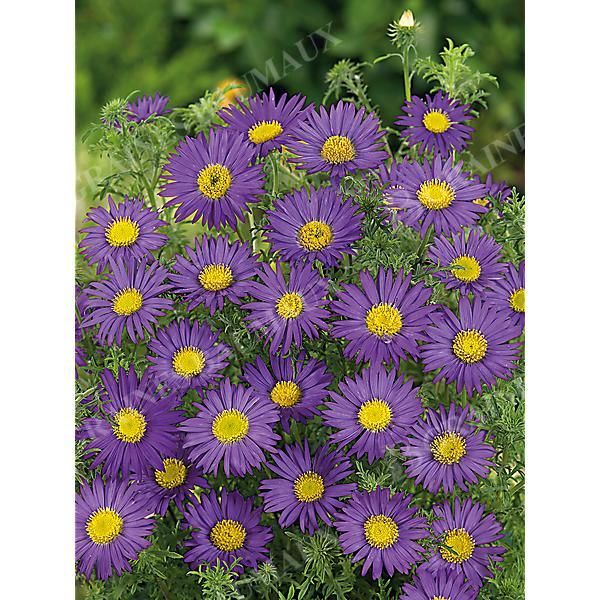 MACHAERANTHERA TANACETIFOLIA