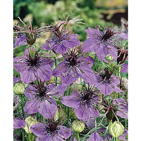 NIGELLE d’ESPAGNE BLUE