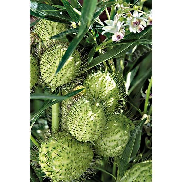 GOMPHOCARPUS fr. COTTON BUSH