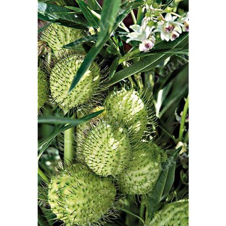 GOMPHOCARPUS fr. COTTON BUSH