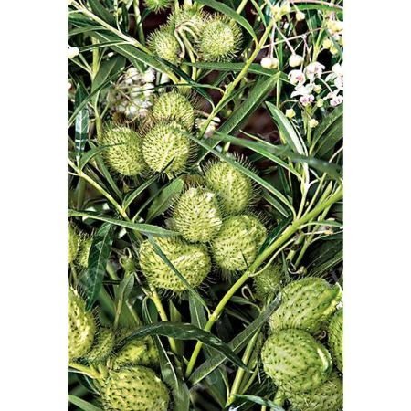 GOMPHOCARPUS fr. COTTON BUSH