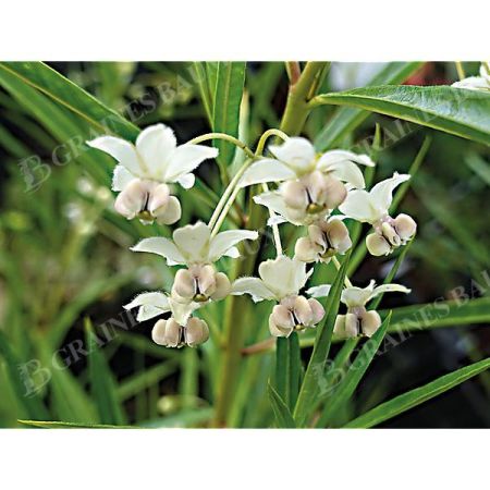 GOMPHOCARPUS fr. COTTON BUSH