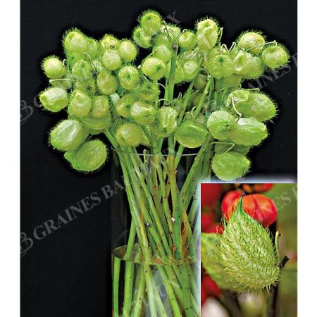 GOMPHOCARPUS fr. COTTON BUSH