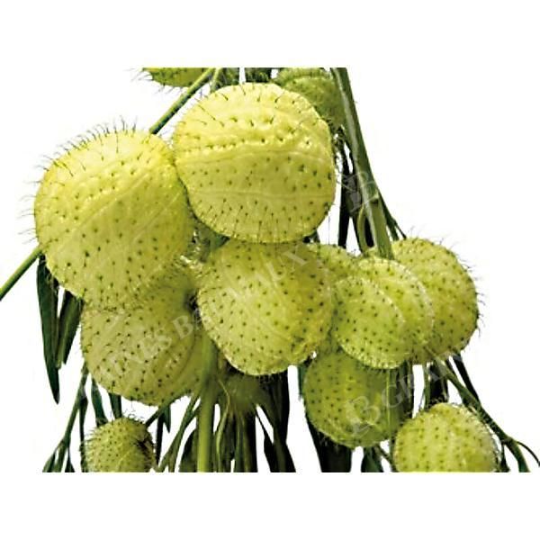 GOMPHOCARPUS fr. COTTON BUSH