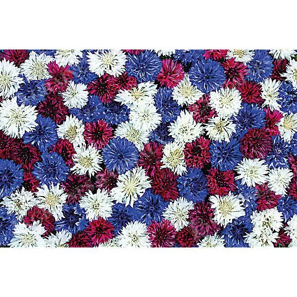 CENTAURÉE FIREWORKS