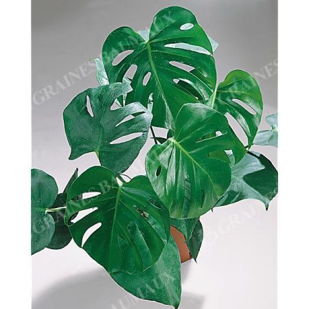 MONSTERA DELICIOSA ou faux philodendron