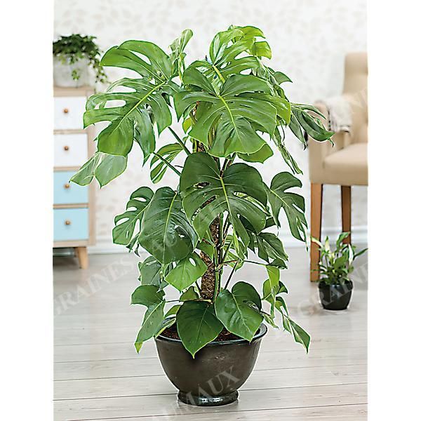 MONSTERA DELICIOSA ou faux philodendron