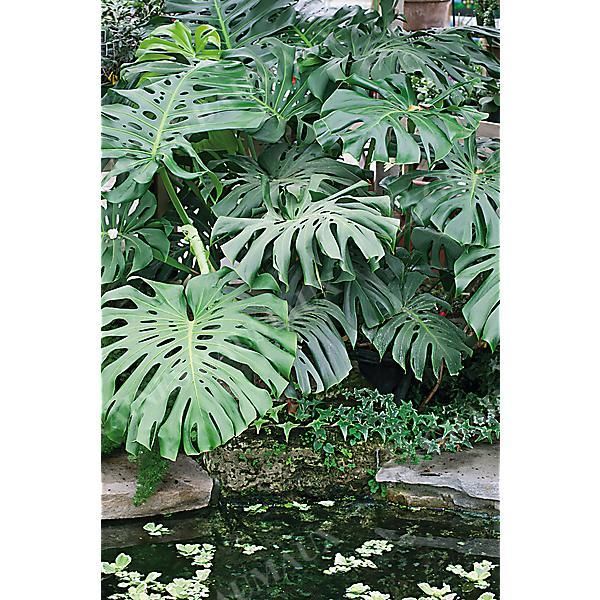 MONSTERA DELICIOSA ou faux philodendron