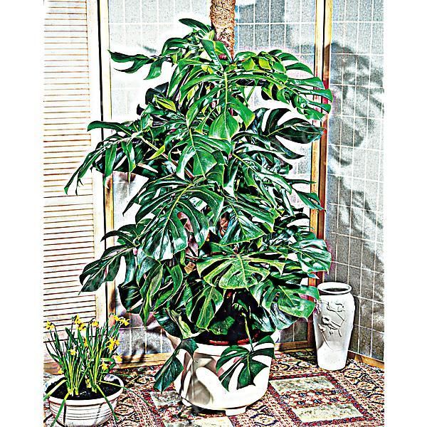MONSTERA DELICIOSA ou faux philodendron