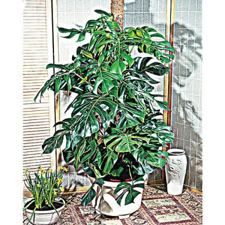 MONSTERA DELICIOSA ou faux philodendron
